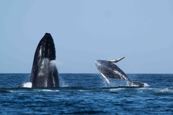 avistamiento de ballenas jorobadas en Mancora Piura